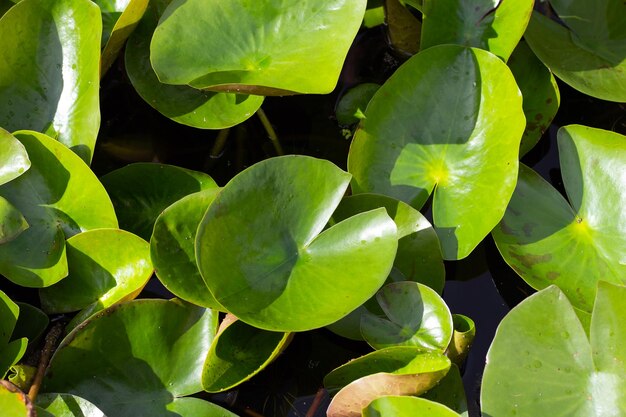 Beautiful blooming lotus flower with leaves Waterlily pond