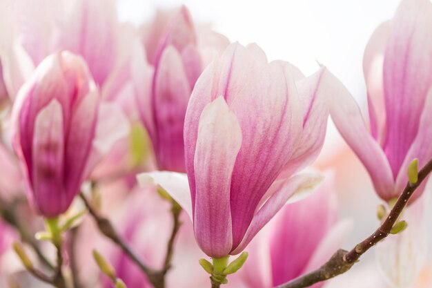 Beautiful blooming magnolia branch in spring closeup Flowering magnolia tree