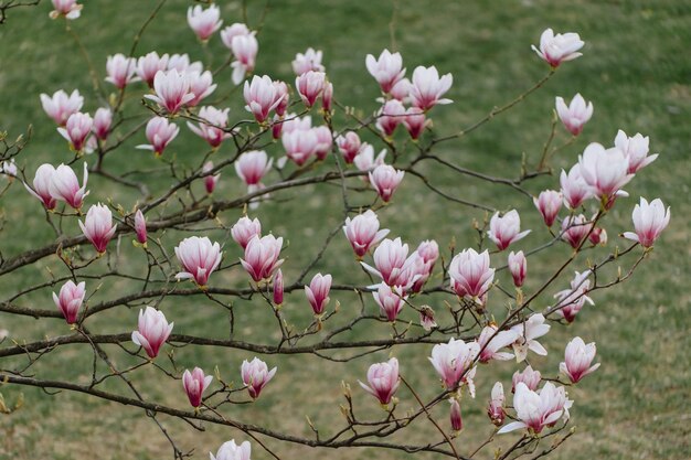 Beautiful blooming magnolia flowers in urban park in springtime