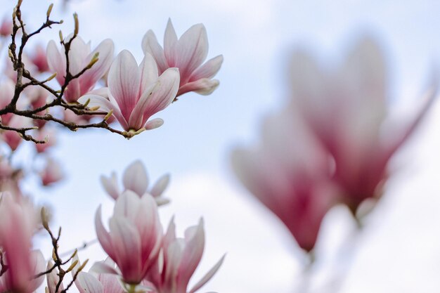 Bellissimi fiori di magnolia in fiore nel parco urbano in primavera