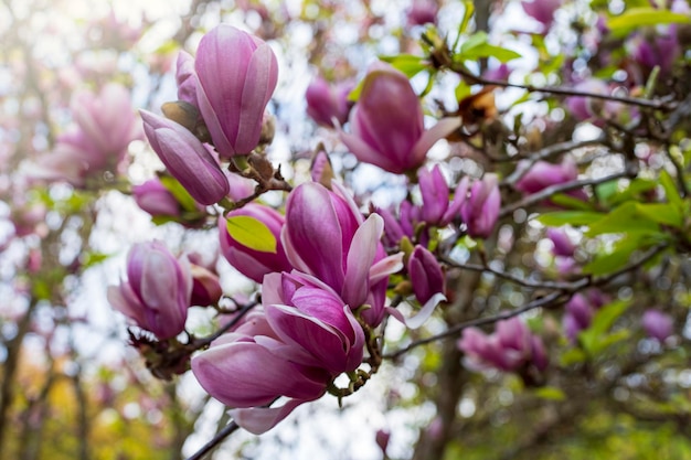 Beautiful blooming magnolia on tree for nature background