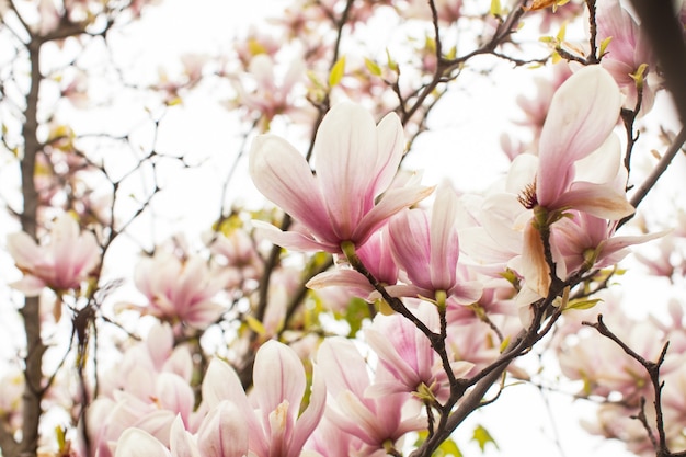 Bellissimo albero di magnolia in fiore di colore rosa in primavera