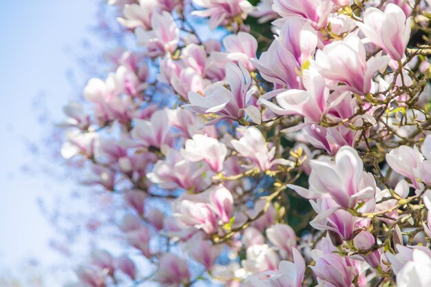 Beautiful blooming magnolias in spring Selective focus