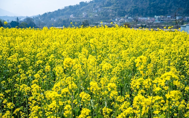 beautiful blooming mustard farmland at Kathmandu Nepal