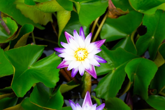 Beautiful blooming Nymphaea lotus flower with leaves Water lily pot