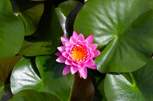 Beautiful blooming Nymphaea lotus flower with leaves Water lily pot