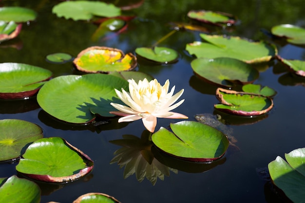 아름 다운 개화 Nymphaea 연꽃 잎 수련 냄비