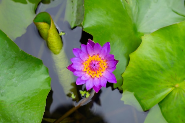 Beautiful blooming Nymphaea lotus flower with leaves Water lily pot