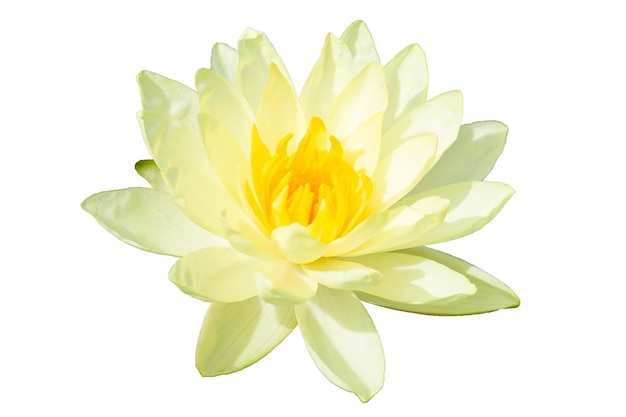 Beautiful blooming Nymphaea lotus Yellow flower
