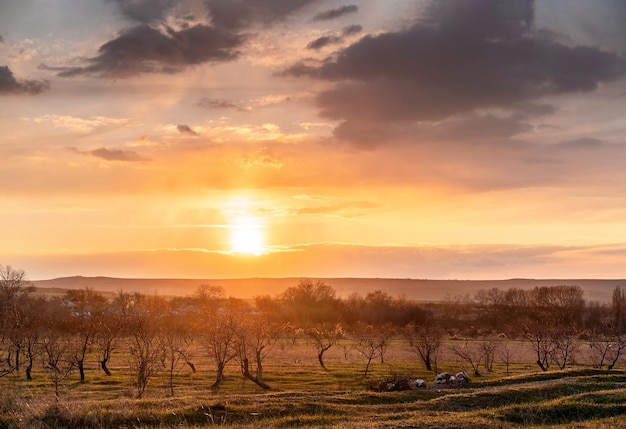 Beautiful blooming orchard at sunset Natural backdrop for your design Farming concept