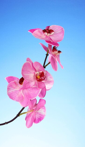 Beautiful blooming orchid on blue background