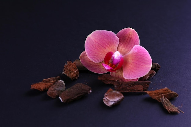 Beautiful blooming orchid flower isolated on black