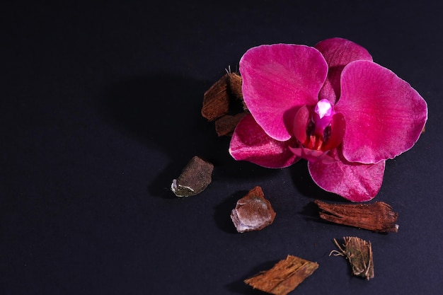 Beautiful blooming orchid flower isolated on black