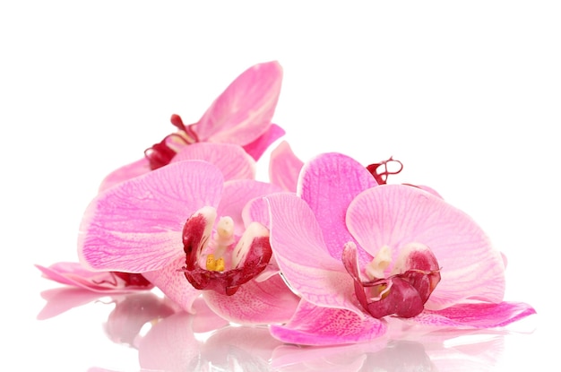 Beautiful blooming orchid isolated on white