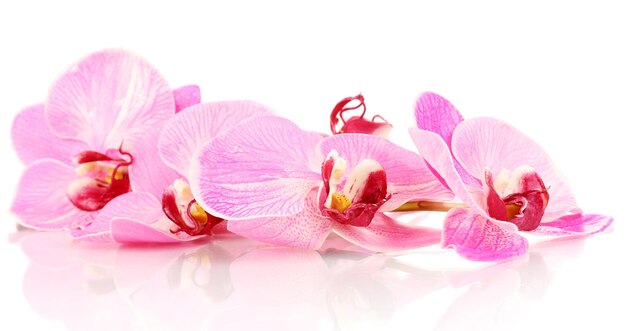 Beautiful blooming orchid isolated on white