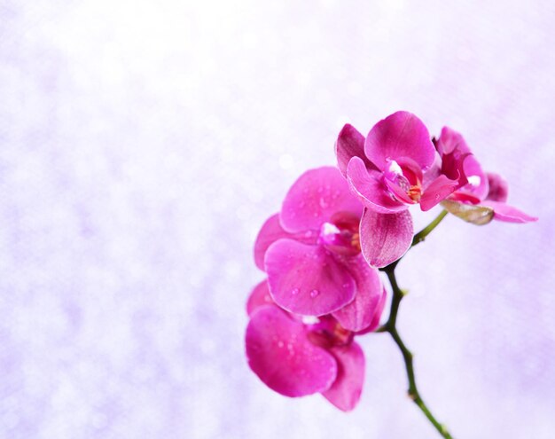 Beautiful blooming orchid  on light color background