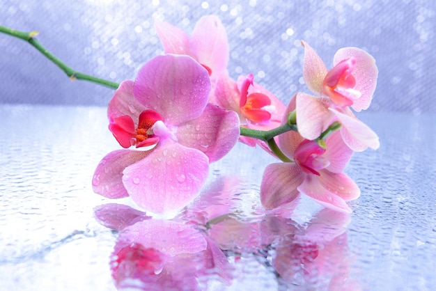 Bella orchidea in fiore con gocce d'acqua su sfondo di colore chiaro