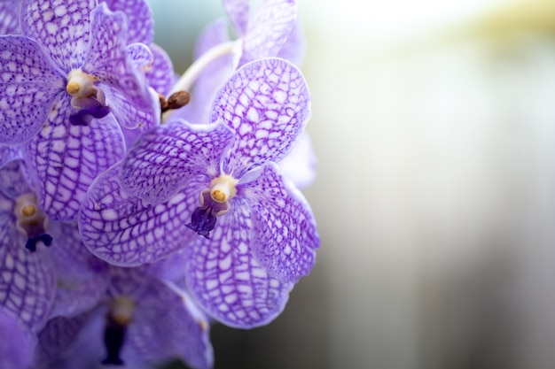 Beautiful blooming orchids in forest, On the bright sunshine