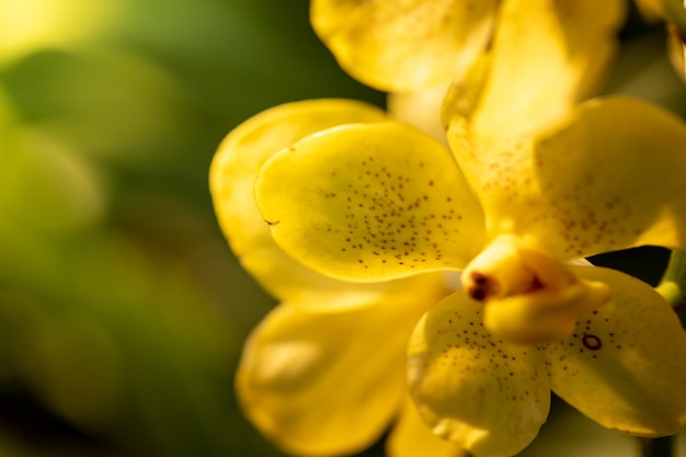 Beautiful blooming orchids in forest