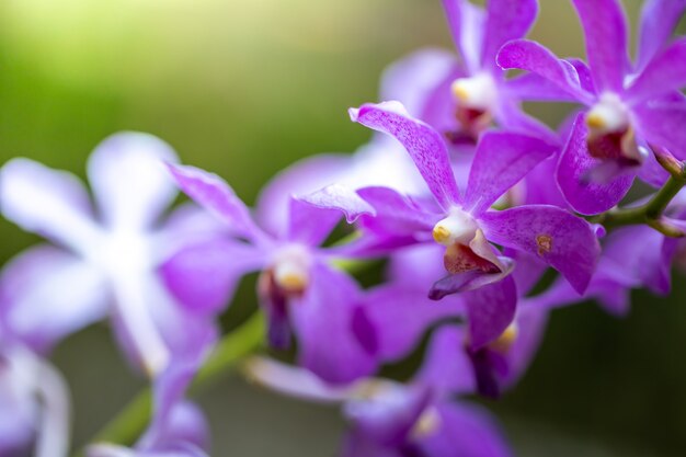 Beautiful blooming orchids in forest