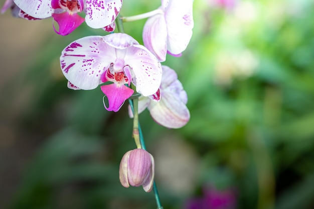 Beautiful blooming orchids in forest