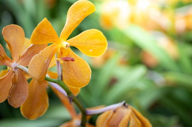 Красивые цветущие орхидеи в лесу