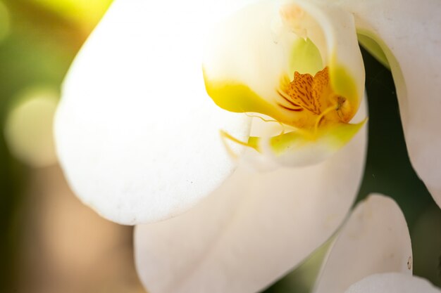 Beautiful blooming orchids in forest