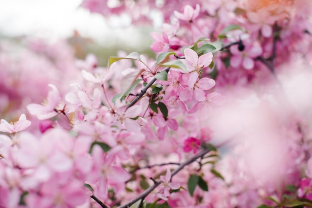 Foto bellissimo albero di mele paradiso in fiore. bellissimi fiori rosa di melo decorativo in fiore. melo in fiore in primavera. messa a fuoco selettiva