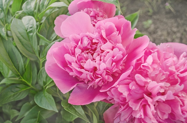 Beautiful blooming peony