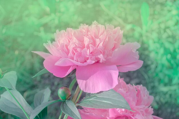 Beautiful blooming peony