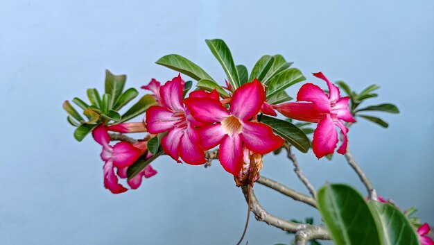 Beautiful blooming pink adenium adenium is known as kamboja jepang in indonesia family of apocynac