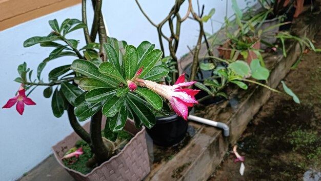 Foto bellissimo adenium rosa fiorito l'adenium è noto come kamboja jepang nella famiglia indonesiana di apocynac