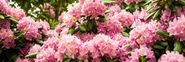 Beautiful blooming pink Azalea - flowering shrubs in the genus Rhododendron. Pink, summer flower background. gardening