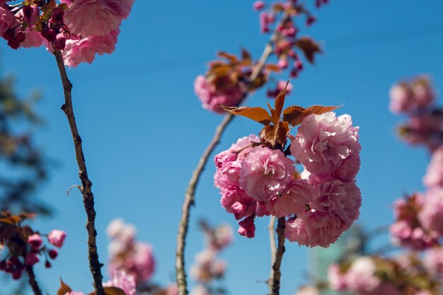 beautiful blooming pink cherry blossoms in the Japanese garden in spring