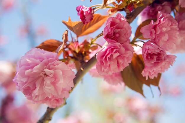 beautiful blooming pink cherry blossoms in the Japanese garden in spring