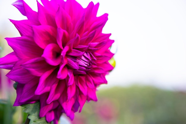 Beautiful Blooming Pink Dahlia Flower in the Garden Tree Closeup focus