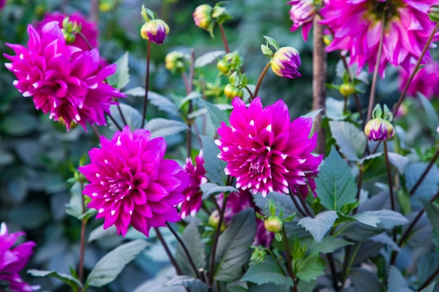 庭の木に咲く美しいピンクのダリアの花