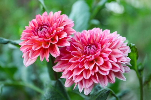 Beautiful blooming pink dahlia flowers in green garden