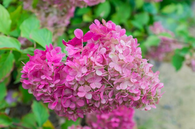 beautiful blooming pink hydrangea flowers background