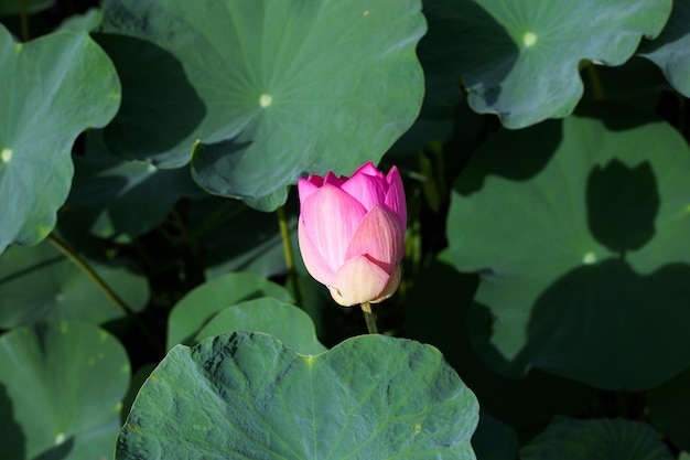 Beautiful blooming pink lotus flower with leaves Water lily pond