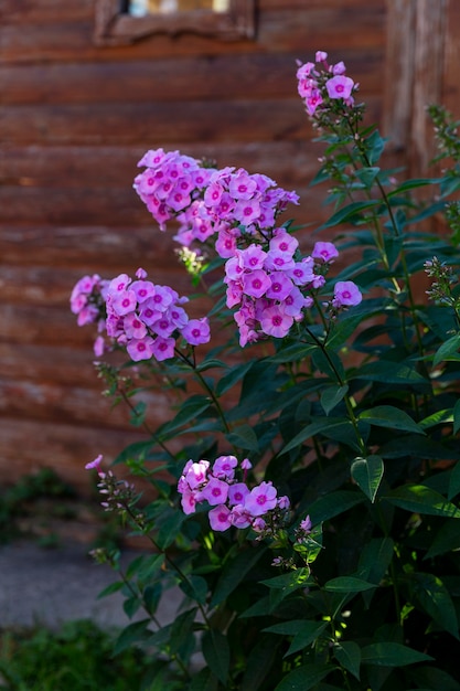 Beautiful blooming pink phlox in the garden on the background of a wooden house. Close-up. Vertical.