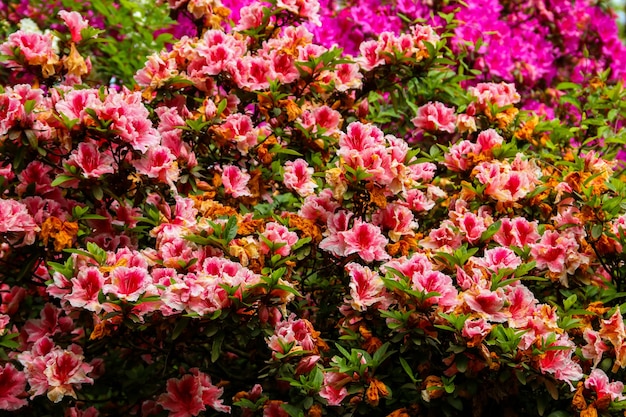 Beautiful blooming pink rhododendron in the garden