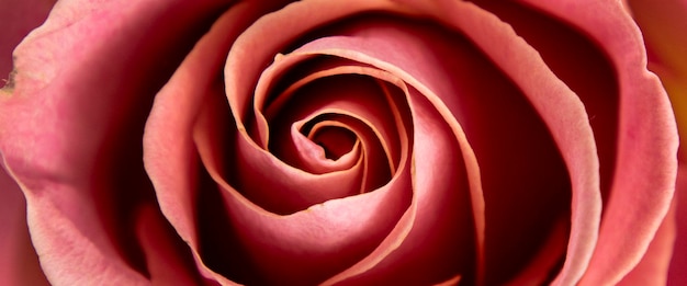 Красивая цветущая розовая роза крупным планом может быть использована в качестве фона Баннер