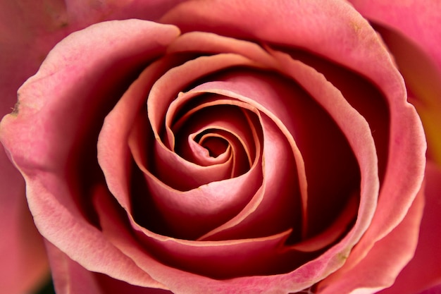 Beautiful blooming pink rose closeup Can be used as background