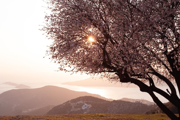 Beautiful blooming pink tree sakuracherry or apple at spring sunsetbeauty in naturemountainsseaeveni