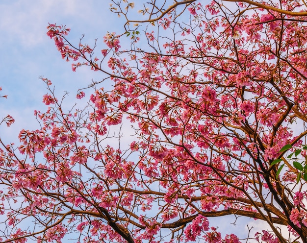 Beautiful blooming pink trumpet tree flowers in the park 