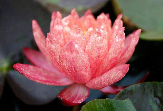 Beautiful blooming pink water lily detail in the pond