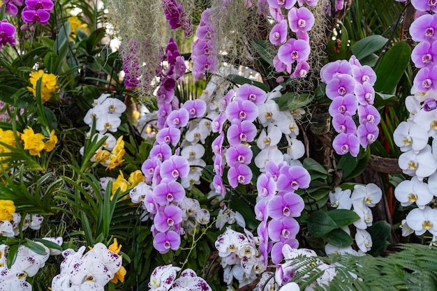 Beautiful blooming Purple Phalaenopsis in the park