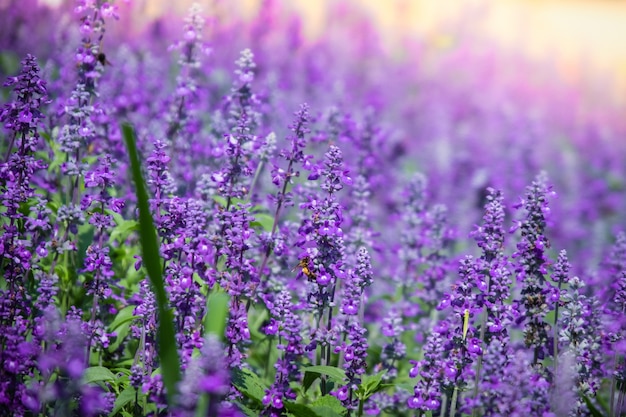 Beautiful Blooming Purple Salvia (Blue sage) flower field in outdoor garden