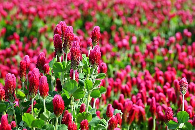 Beautiful blooming red clover in the field Natural colorful background